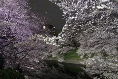 Ngắm vẻ đẹp kỳ diệu của hoa anh đào trong đêm