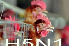 Khống chế 2 ổ cúm gia cầm ở Lương Sơn, Hòa Bình