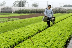 Ảnh minh họa. (Nguồn: Internet)