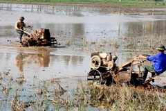 ông dân xã Vĩnh Quỳnh (huyện Thanh Trì, Hà Nội) làm đất để gieo cấy vụ lúa Xuân. (Ảnh: Đình Huệ/TTXVN)