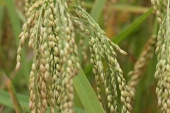 Ảnh minh họa. (Nguồn: Internet)