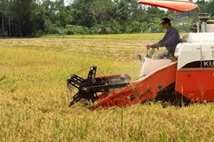 Thu hoạch lúa Đông Xuân 2011 tại Hậu Giang. (Ảnh: Duy Khương/TTXVN)