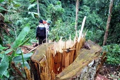 Ảnh minh họa. (Nguồn: TTXVN)