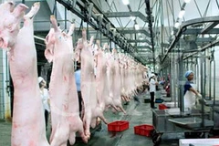 Dây chuyền chế biến thịt lợn của công ty VISSAN. (Nguồn: daidoanket.vn)