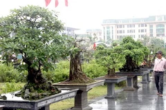 Các tác phẩm cây cảnh nghệ thuật trưng bày tại triển lãm. (Ảnh: Anh Tuấn/TTXVN)