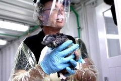 Nhân viên cứu hộ chuẩn bị tẩy rửa dầu trên mình một con chim cánh cụt ở vịnh Plenty. (Nguồn: Getty Images) 