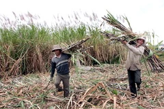Thu hoạch mía nguyên liệu. Ảnh minh họa. (Ảnh: Trần Thế Lâm/TTXVN)