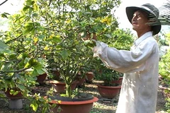 Nhiều nhà vườn chỉ hy vọng thời tiết đừng trở lạnh đột ngột, nếu không sẽ trắng tay. (Ảnh: TT&VH)