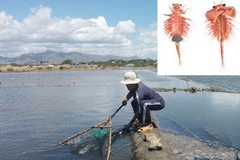 Hình ảnh và hoạt động thu hoạch con Artemia ở Ninh Thuận. (Nguồn: báo Tiền Phong)