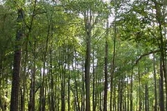 Ảnh minh họa. (Nguồn: Internet)