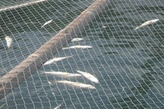 Cá nuôi trong lồng ở vịnh Nghi Sơn, huyện Tĩnh Gia (Thanh Hóa) chết hàng loạt, gây thiệt hại lớn cho người dân. (Nguồn: báo Tuổi trẻ)