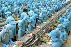 Chế biến cá basa xuất khẩu tại Công ty thủy sản Bình An (Cần Thơ). (Ảnh: Duy Khương/TTXVN)