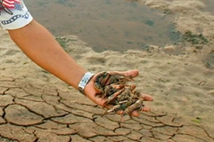 Tôm chết ở Bạc Liêu. (Ảnh: Huỳnh Sử/TTXVN)