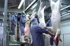 Ảnh minh họa. (Nguồn: Internet)