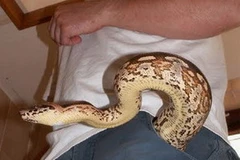 Ảnh minh họa. (Nguồn: gizmodo.com.au)