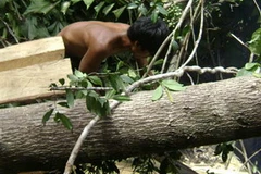 Một lâm tặc đang xẻ gỗ chò giữa rừng Sông Hinh. (Nguồn: báo Người lao động)