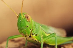 Châu chấu định vị chính xác từng bước đi là dựa vào thị giác chứ không phải là cảm giác. (Ảnh: nguồn Internet)