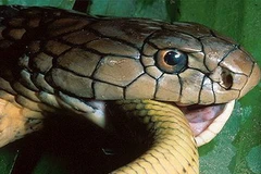 Rắn hổ mang chúa. (Nguồn: zoltantakacs.com)