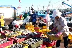 Hải sản tự nhiên, bao gồm cả thủy sản, sẽ được miễn thuế tài nguyên. (Ảnh: Huy Hùng/TTXVN) 