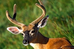 Ảnh chỉ mang tính minh họa. (Nguồn: Internet)