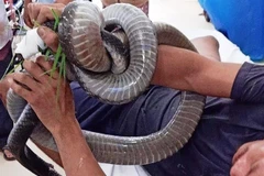 Anh Tâm vẫn giữ trong tay con rắn hổ mang khi được đưa đến cấp cứu tại bệnh viện. (Ảnh: TTXVN phát)