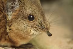 Vẻ ngoài đáng yêu của loài chuột chù voi Somali. (Nguồn: BoredPanda)