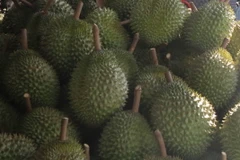 Vựa thu mua sầu riêng. (Ảnh minh họa: Minh Trí/TTXVN)