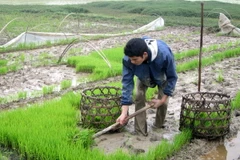 Bà con nông dân chuẩn bị mạ để cấy lúa. (Ảnh: Quang Cường/TTXVN)