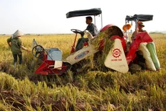  Nông dân sử dụng máy gặt đập liên hợp vào thu hoạch lúa vụ mùa. (Ảnh: Ngọc Hà/TTXVN)