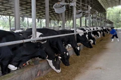 Ảnh chỉ có tính minh họa. (Ảnh: Mạnh Linh/TTXVN)