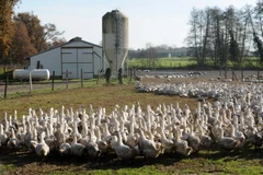 Trang trại vịt tại Benesse-Maremne, Tây Nam nước Pháp. (Nguồn: AFP/TTXVN)