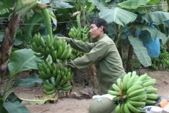 Thu hoạch chuối hồng. (Ảnh: Đình Huệ/TTXVN)