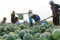 Thu hoạch dưa hấu. (Ảnh: Chanh Đa/TTXVN)
