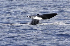 Một chú cá mập voi bơi ở ngoài khơi bờ biển thành phố Nice, Pháp. (Ảnh: AFP/TTXVN)