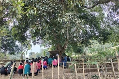 Không gian diễn ra Lễ cúng bản của cộng đồng dân tộc Lào diễn ra dưới tán cây to nhiều năm tuổi, được cộng đồng cho là cây thiêng, giữ hồn bản, hồn mường. (Ảnh: TTXVN phát)