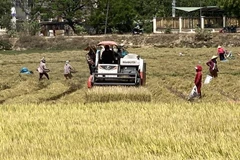 Thu hoạch lúa tại Ninh Thuận. (Ảnh: Công Thử/TTXVN)
