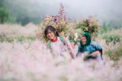 Những tháng cuối năm, mảnh đất Hà Giang trở nên thơ mộng hơn với những cánh đồng hoa tam giác mạch nở hồng rực trong nắng. (Ảnh: PV/Vietnam+)