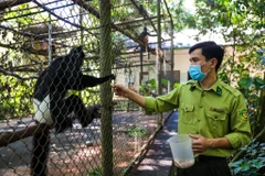 Nằm trong khu vực rừng quốc gia Cúc Phương, Trung tâm cứu hộ thú linh trưởng Cúc Phương là nơi chăm sóc, cứu hộ và chăm sóc các loài linh trưởng quý hiếm của Việt Nam để trả chúng về với môi trường sống tự nhiên. (Ảnh: Minh Sơn/Vietnam+)