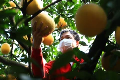 Bưởi Diễn là giống bưởi nổi tiếng thuộc làng Diễn trước đây, nay thuộc phường Phú Diễn, quận Bắc Từ Liêm. Bưởi Diễn thường có kích thước nhỏ, vỏ vàng óng, hạt nhỏ, tôm ngọt đậm đà nên được rất nhiều người ưa chuộng. (Ảnh: Hoài Nam/Vietnam+)