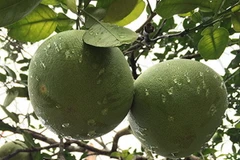 (Nguồn: buoidoanhung.vn)