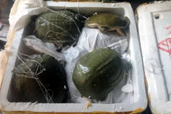 180 cá thể ba ba nhập lậu bị thu giữ. (Ảnh: Nguyễn Hoàng/TTXVN) 