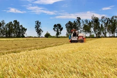 Thu hoạch lúa vụ Hè Thu. (Ảnh: Bùi như Trường Giang/TTXVN)