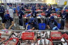 Chế biến ca tra xuất khẩu tại Công ty Hùng Cá, thành phố Cao Lãnh, tỉnh Đồng Tháp. (Ảnh: An Hiếu/TTXVN)