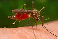 Ảnh minh họa. (Nguồn: interestingtopics.net) 