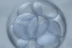 Phát hiện mới về sự hình thành phôi ở giai đoạn đầu