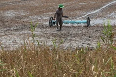 Ảnh chỉ có tính minh họa. (Ảnh: Duy Khương/TTXVN)