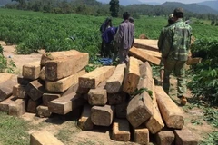 5,2m3 gỗ được lực lượng Kiểm lâm huyện Krông Pa thu giữ vào tháng 10/2018. (Ảnh: Hồng Điệp/TTXVN)