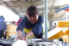 Người dân thu gom cá chết từ lồng nuôi. (Ảnh: Phước Ngọc/TTXVN)