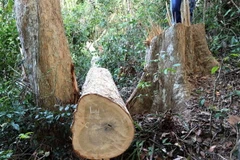 Ảnh chỉ có tính minh họa. (Ảnh: Nguyên Linh/TTXVN)