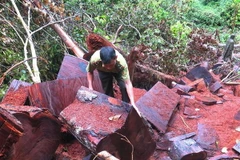 Hiện trường ngổn ngang những tấm ván bìa bị xẻ và những lớp mùn cưa dày. (Ảnh: Hồng Cừ/TTXVN)